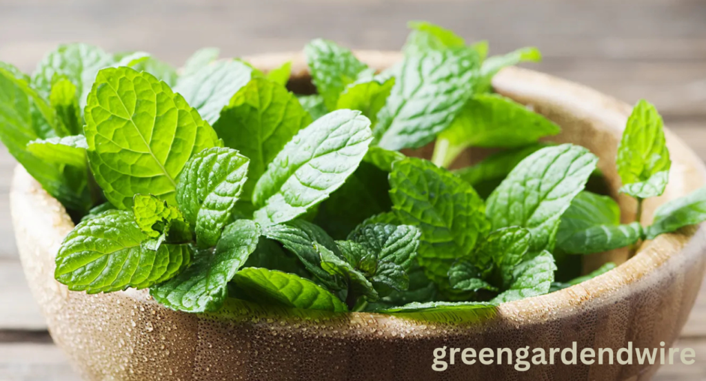 mint shortage