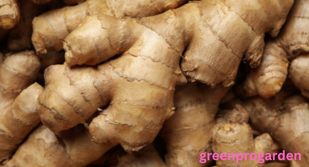 ginger shortage